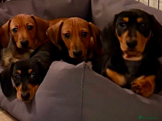 Miniature Dachshund dogs Vanitonia Miniature Smooth Dachshunds - Advert 4