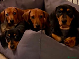 Miniature Dachshund dogs Vanitonia Miniature Smooth Dachshunds - Advert 2