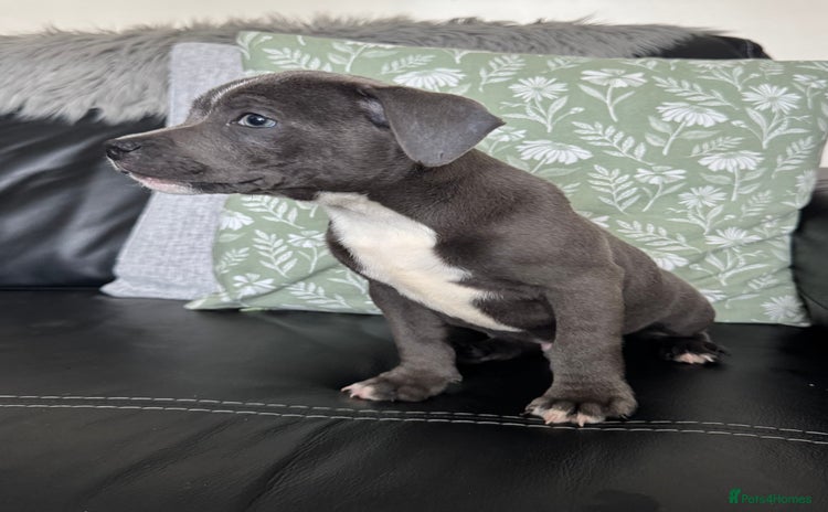 Staffordshire Bull Terrier dogs - Advert 2