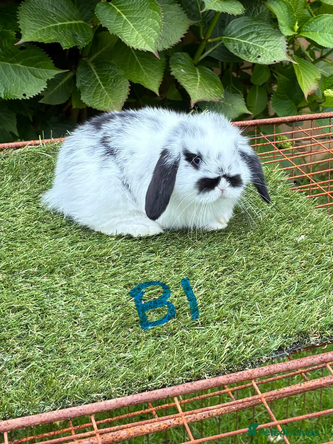 Mini Lop rabbits for sale: Pure bred mini lops baby rabbits. - Advert 1