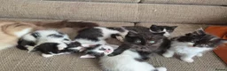 Mixed Breed cats for sale: Cross ragdoll  - Advert 3