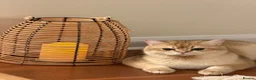 British Shorthair cats for sale: PRICE NEGOTIABLE | British Shorthair Boy Leo - Advert 5