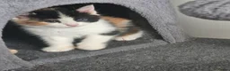 Mixed Breed cats for sale: Mixed Maine Coon kittens - Advert 3