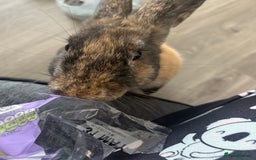 Harlequin rabbits for sale: Two female bunnies - Advert 2