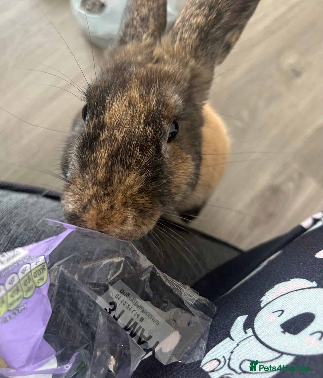 Harlequin rabbits for sale: Two female bunnies - Advert 2