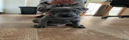 Staffordshire Bull Terrier dogs for stud: 🔥 GUNNA — STAFFY STUD AVAILABLE 🔥 in Croydon - Advert 4