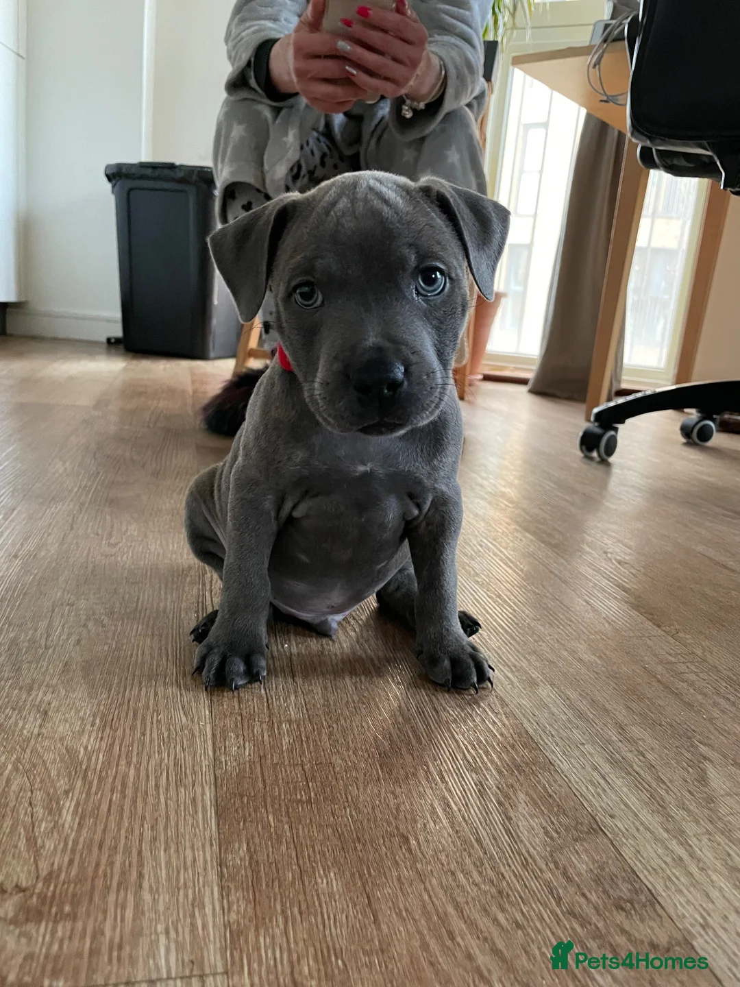 Staffordshire Bull Terrier dogs for stud: 🔥 GUNNA — STAFFY STUD AVAILABLE 🔥 in Croydon - Advert 4