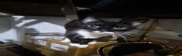 Domestic Shorthair cats for sale: Looking For Her Forever Indoor Home - Advert 4