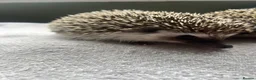 Pygmy Hedgehog rodents for sale: Pygmy hedgehog for sale. - Advert 4