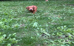 Dachshund dogs for sale: mini dachshund - Image 8