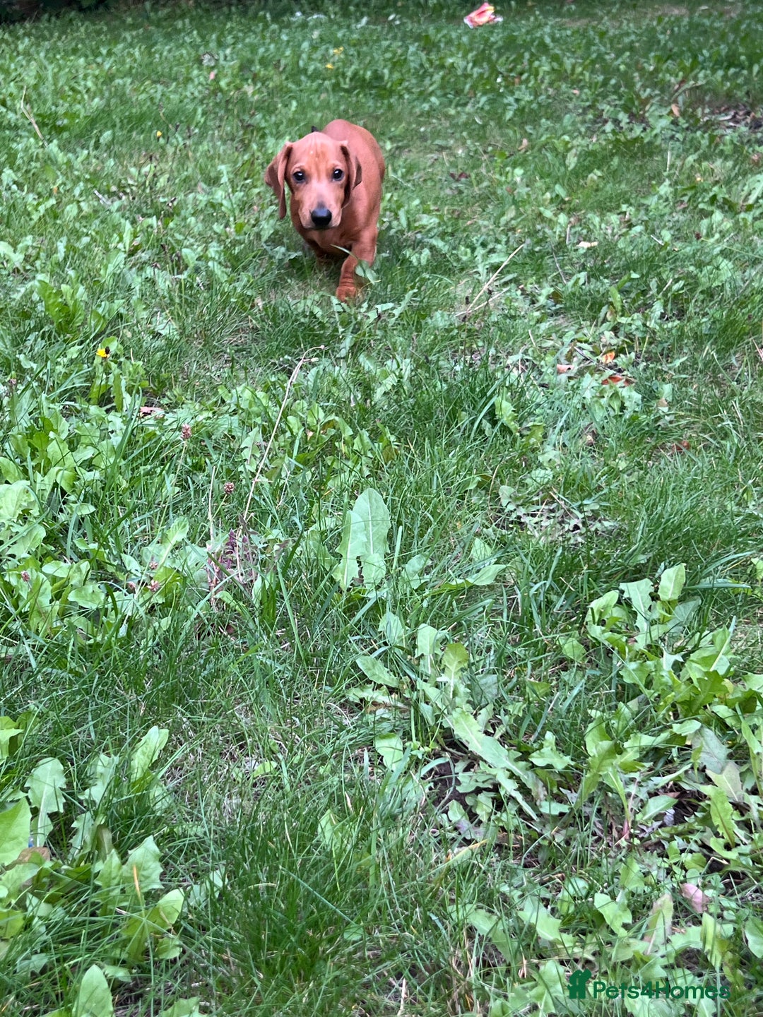 Dachshund dogs for sale: mini dachshund - Image 8
