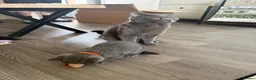 British Shorthair cats for sale: Beautiful British Shorthair Kittens  in Coventry - Advert 4