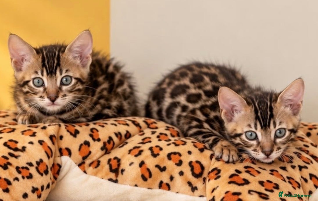 Bengal cats 🤎 BENGAL 🔥 KITTENS, TICA REGISTERED 🩶  - Advert 16