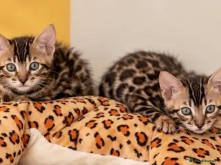 Bengal cats 🤎 BENGAL 🔥 KITTENS, TICA REGISTERED 🩶 - Advert 2