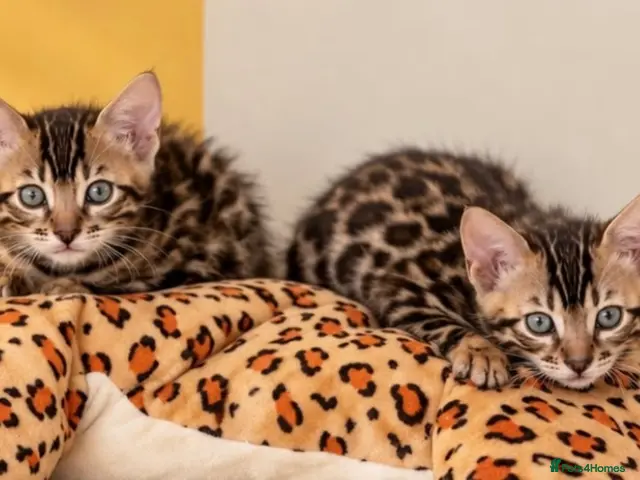 Bengal cats 🤎 BENGAL 🔥 KITTENS, TICA REGISTERED 🩶 - Advert 6