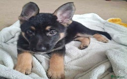 German Shepherd dogs for sale: BEAUTIFUL GERMAN SHEPHERD PUPS READY NOW - Image 25