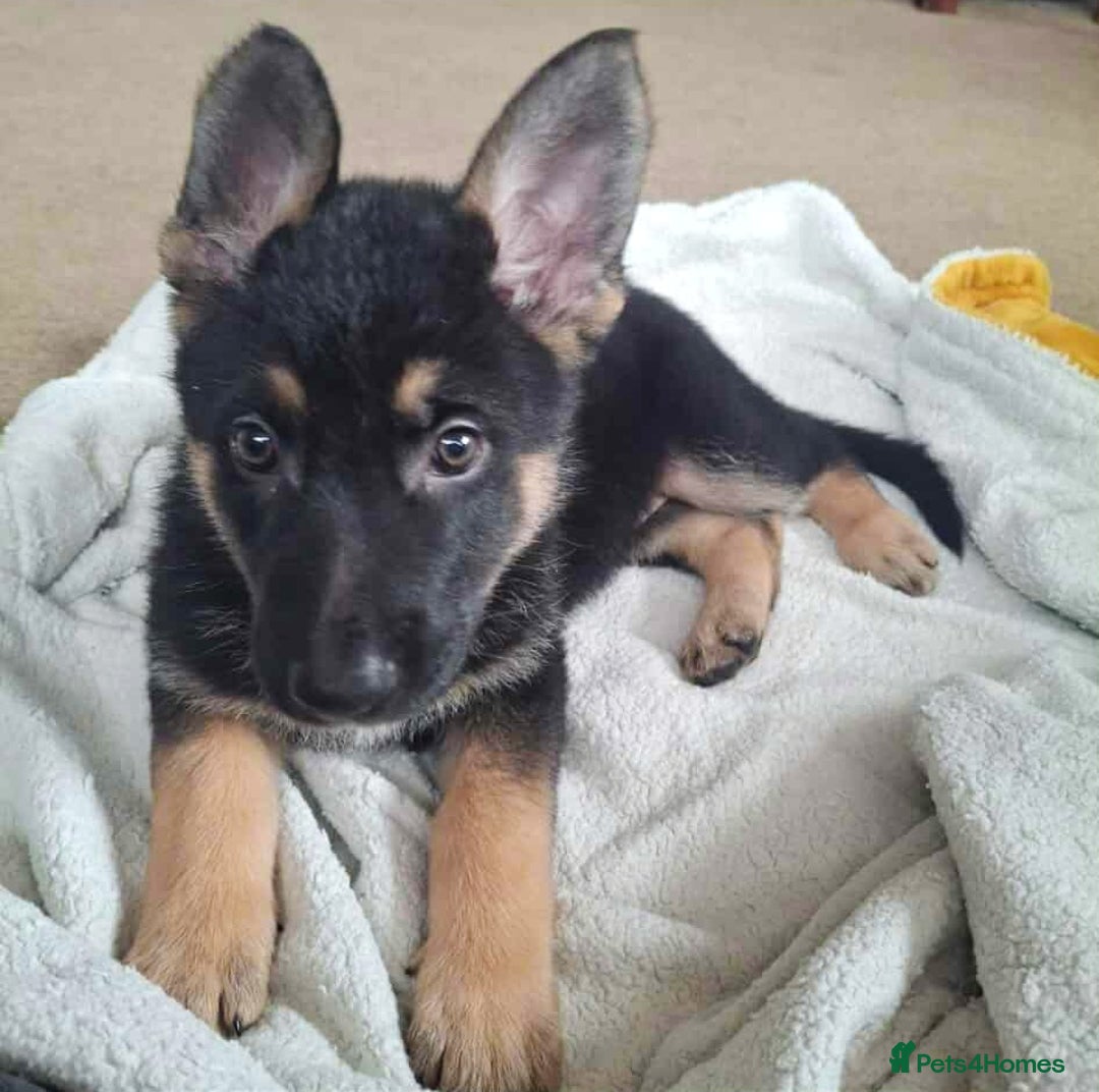 German Shepherd dogs for sale: BEAUTIFUL GERMAN SHEPHERD PUPS READY NOW - Image 25