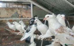 Pigeons birds for sale: Pigeon for sale - Image 8
