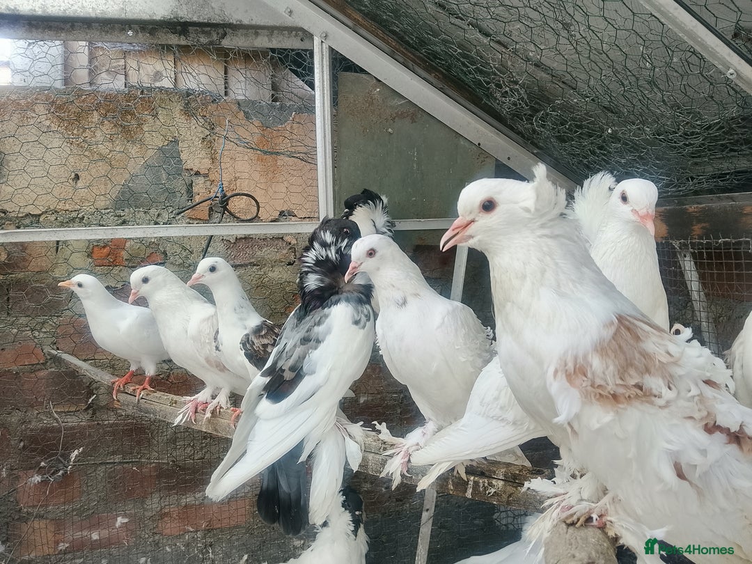 Pigeons birds for sale: Pigeon for sale - Image 8