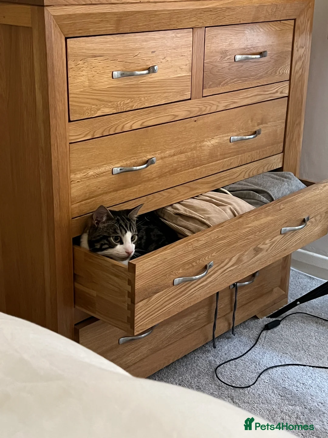 Mixed Breed cats for sale: Very Pleasant one Year old Boy in Louth - Advert 2