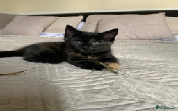 Mixed Breed cats for sale: Two girls and a boy Kuril bobtail mix - Image 28