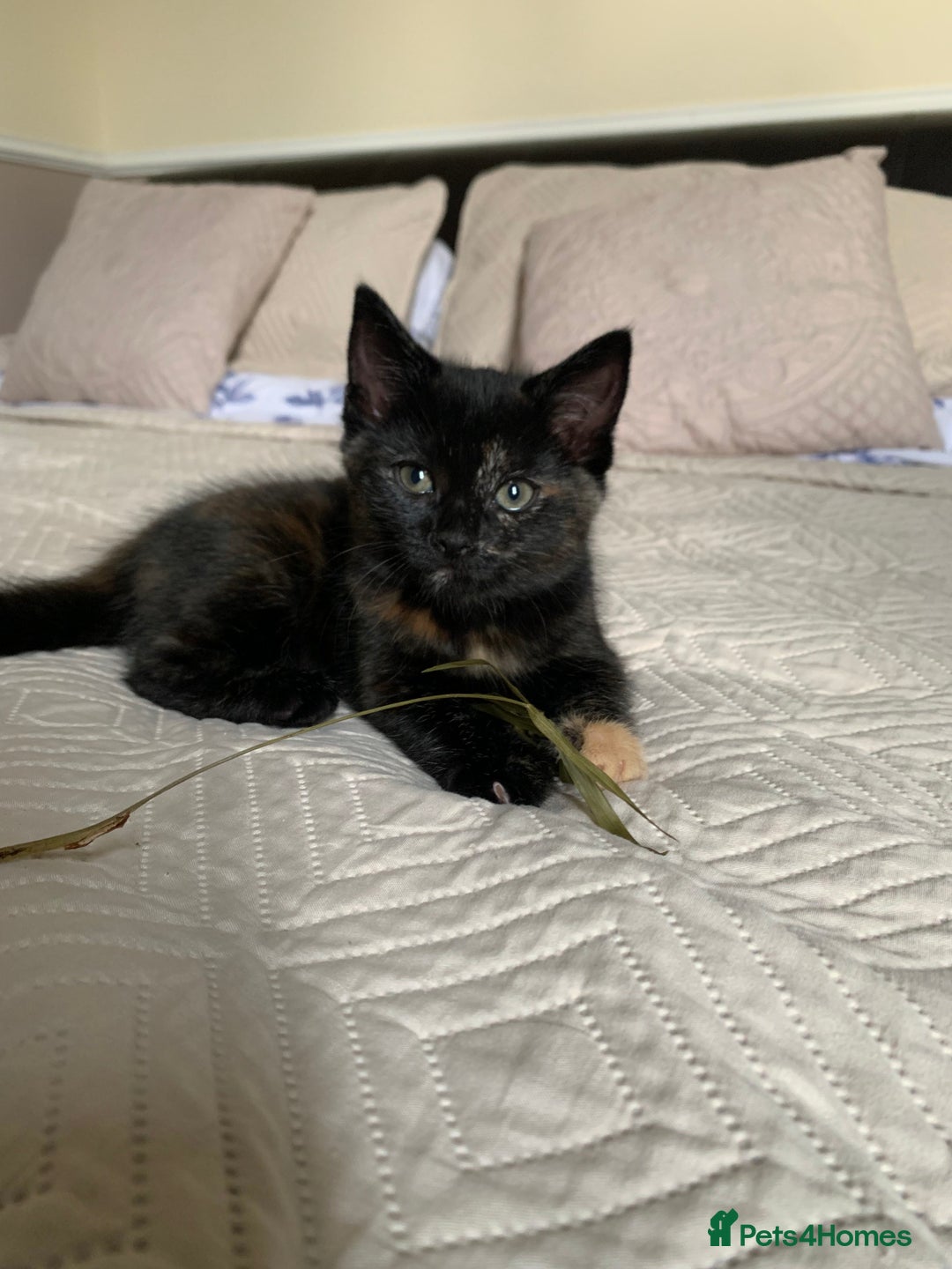 Mixed Breed cats for sale: Two girls and a boy Kuril bobtail mix - Image 28
