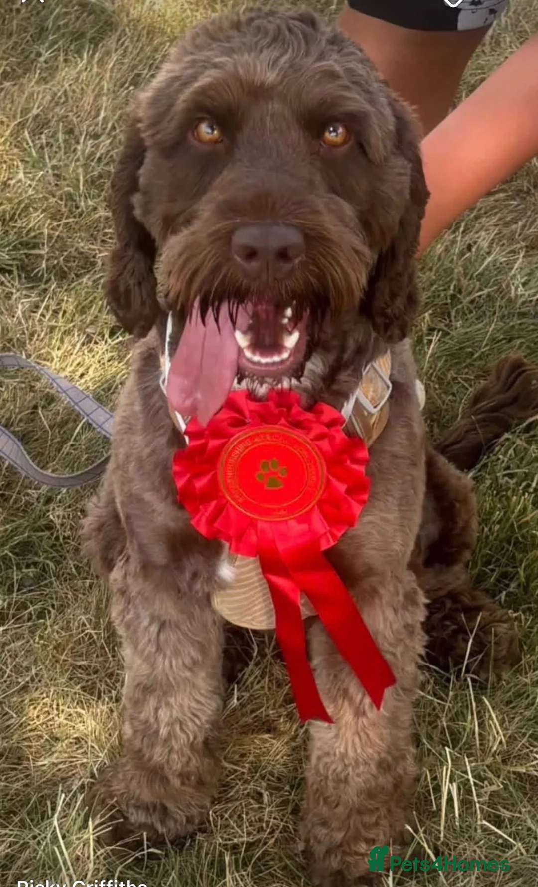 Cockapoo dogs for stud: F1 Cockapoo for Stud  in Brecon - Advert 2