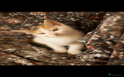 Mixed Breed cats for sale: 4 Beautiful Kittens Ready For Their Forever Homes - Image 5
