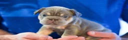 French Bulldog dogs for sale: Fluffy  **  French Bulldogs Puppy - Advert 30