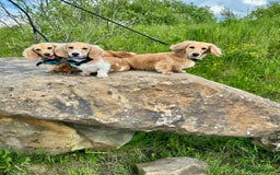 Miniature Dachshund dogs for sale: Kc Reg Cream Piebald - Male - Image 2