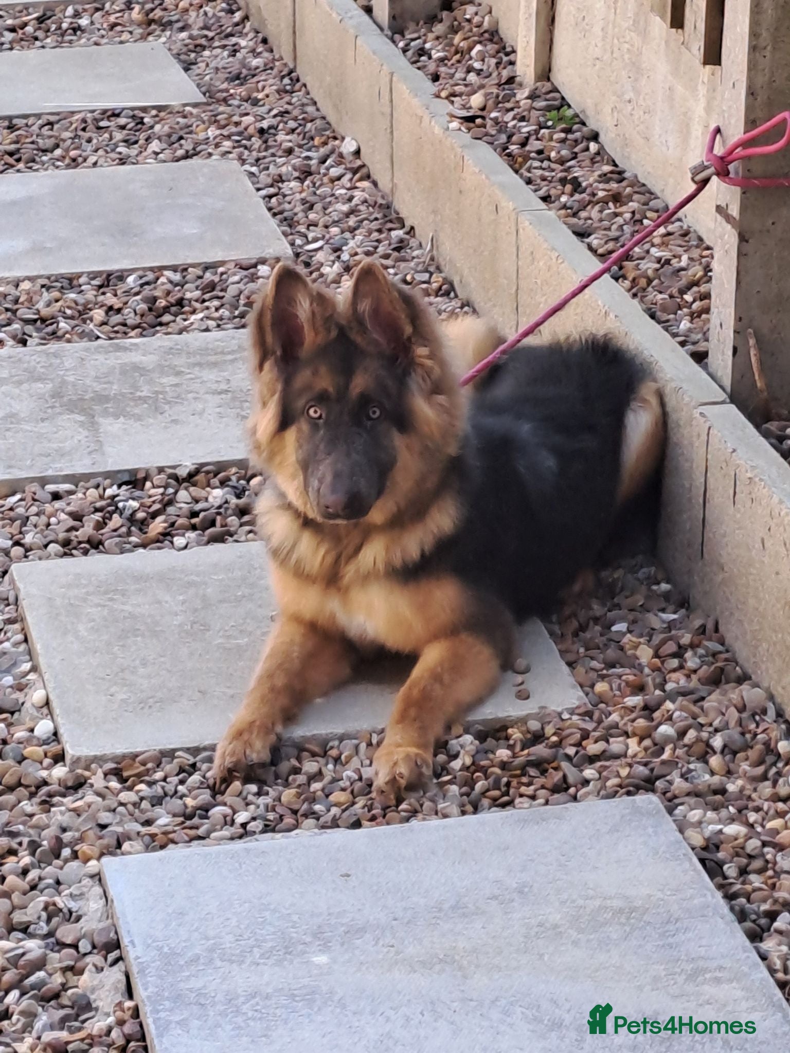 German Shepherd dogs Beautiful Blue&Tan kc pup - Advert 1