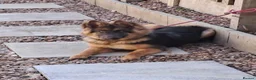 German Shepherd dogs for sale: Beautiful Blue&Tan kc pup - Advert 1