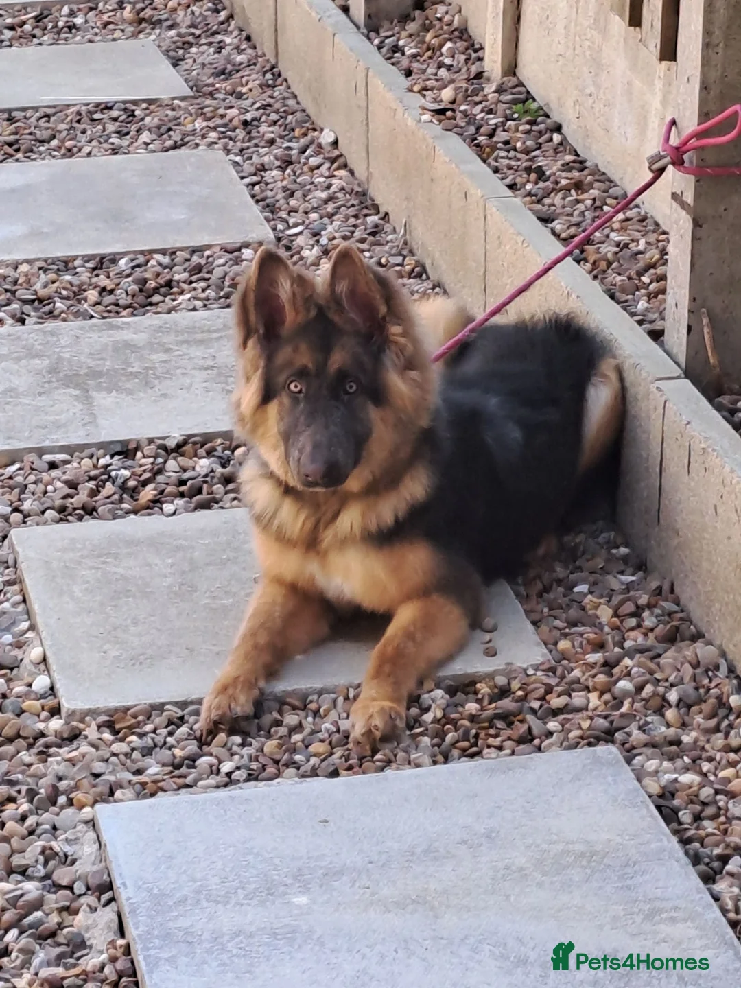 German Shepherd dogs for sale: Beautiful Blue&Tan kc pup - Advert 1