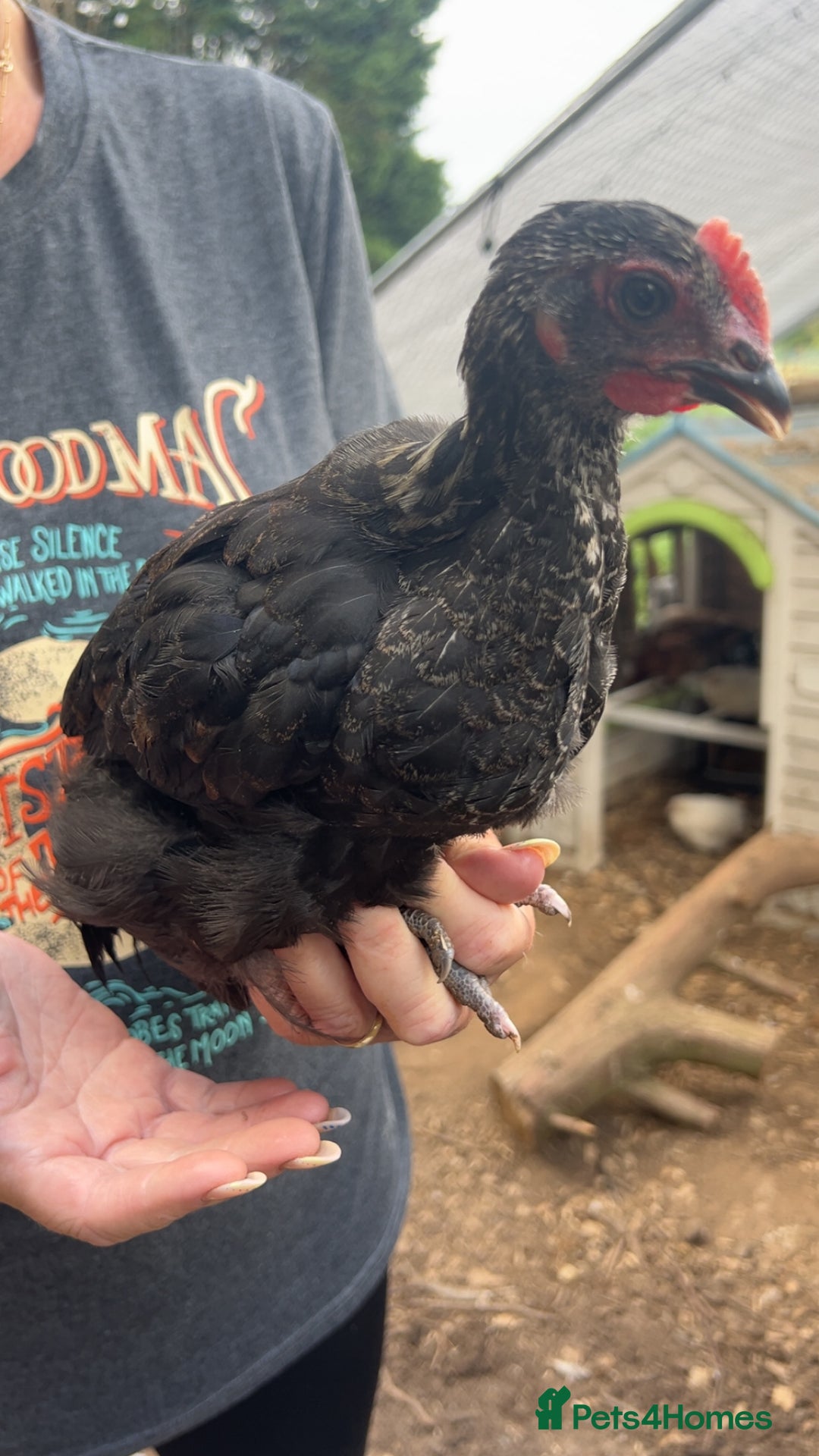 Chickens poultry for sale: Beautiful rare Norfolk grey cockerels - Image 7