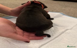 Cane Corso dogs for sale: Large Cane Corso pups - Advert 22