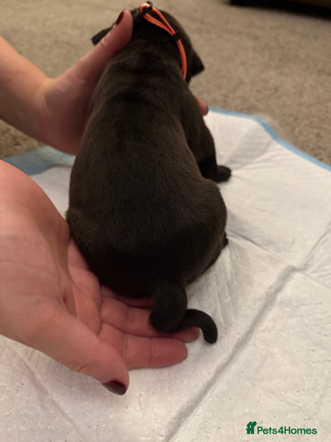 Cane Corso dogs for sale: Large Cane Corso pups - Advert 22