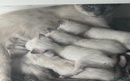 Siamese cats for sale: One Stunning Blue Admitted Siamese Female Left !! - Image 4