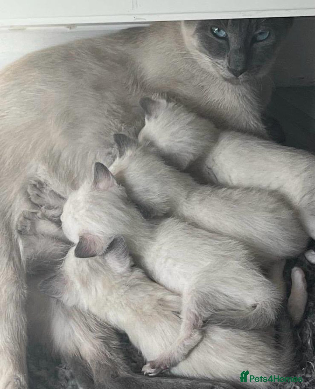 Siamese cats for sale: One Stunning Blue Admitted Siamese Female Left !! - Image 4