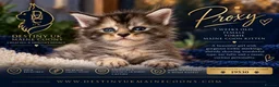 Maine Coon cats for sale: 😻Loving & Beautifully Bred Maine Coon Kittens - Advert 2