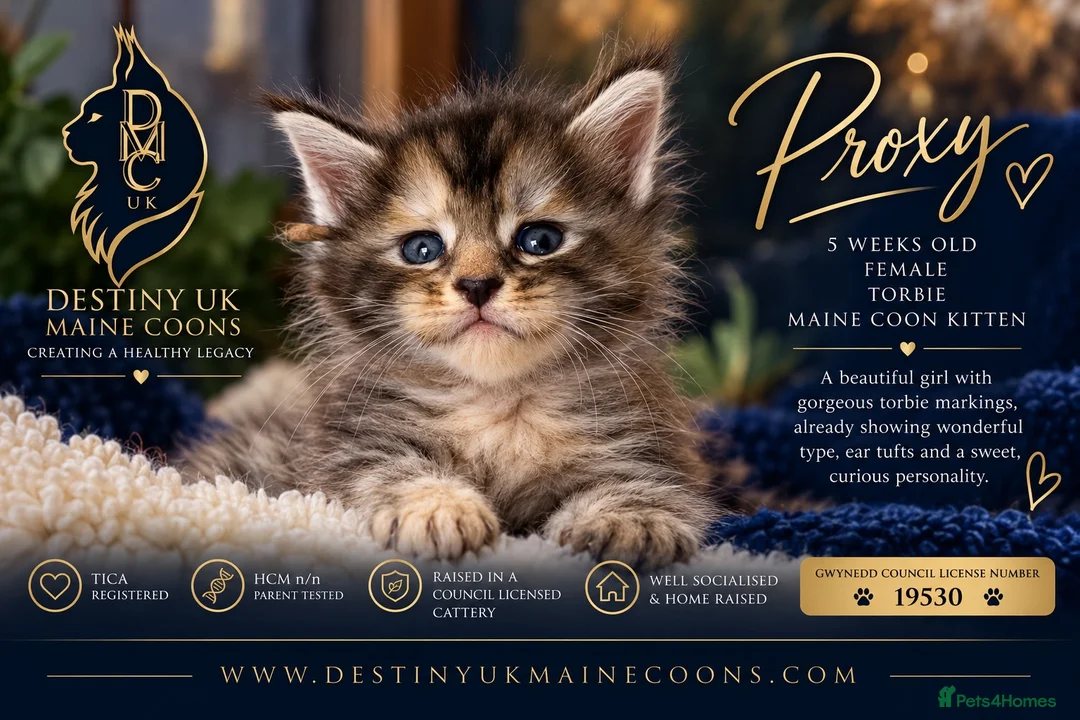 Maine Coon cats for sale: 😻Loving & Beautifully Bred Maine Coon Kittens - Advert 2