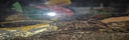 Spiders invertebrates for sale: Various tarantulas for sale - Advert 6