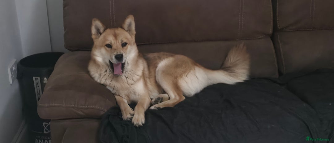 Mixed Breed dogs for sale: Adorable Merle Chowski's for sale  - Advert 7