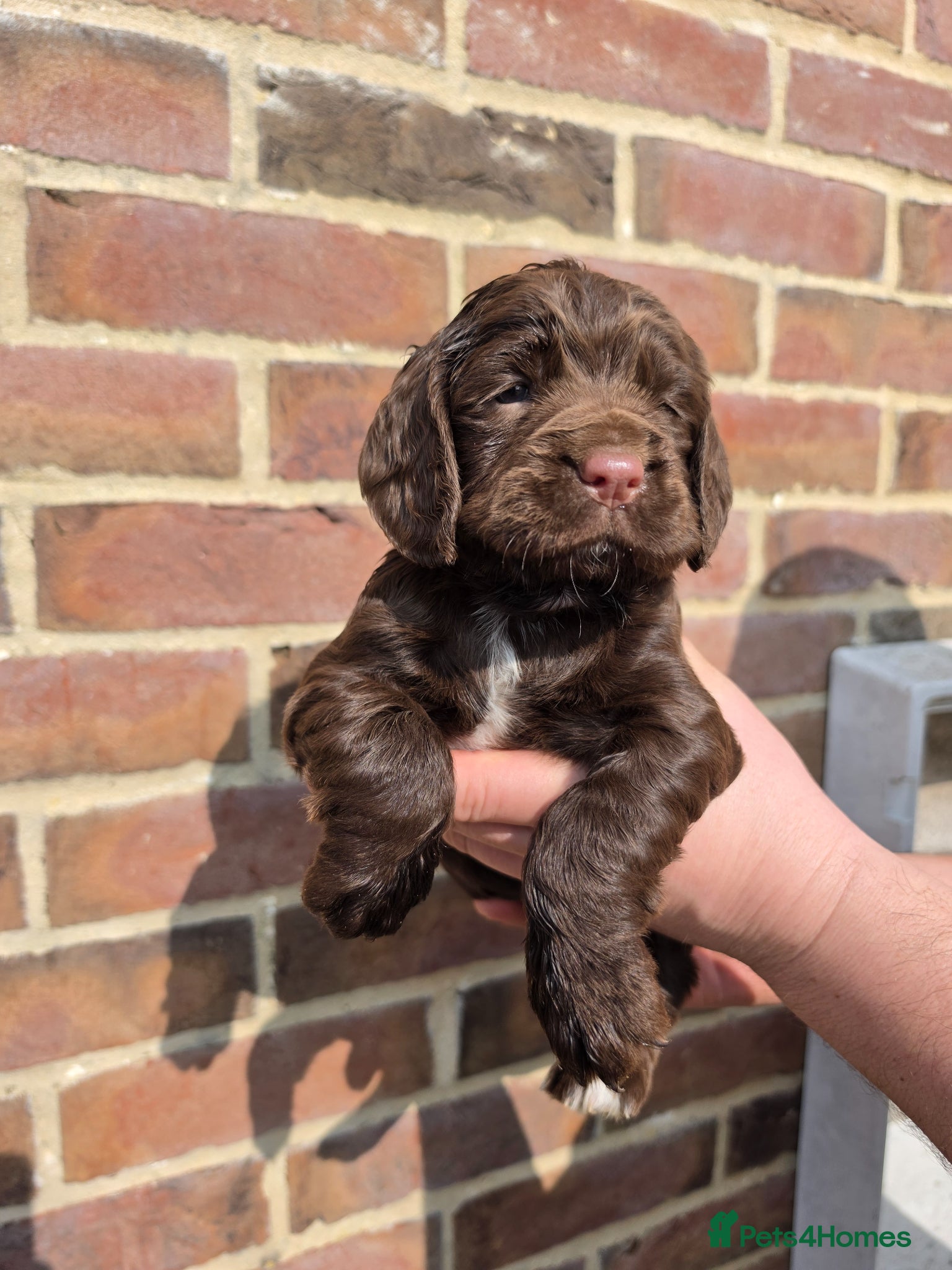 Sprocker dogs Sprocker spaniel puppies  - Advert 5