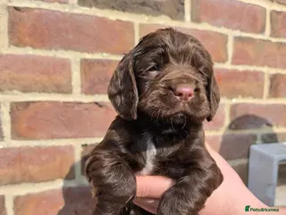 Sprocker dogs Sprocker spaniel puppies - Advert 2