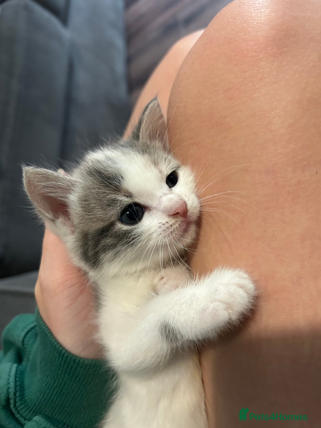 British Shorthair cats for sale: 4 kittens for sale: 3 girls 1 boy mixed coats  - Image 9