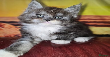 Maine Coon cats for sale in Dagenham - Advert 13