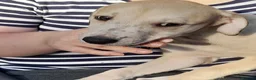 Lurcher dogs for sale: Stunning top quality lurcher puppies in Derby - Advert 4