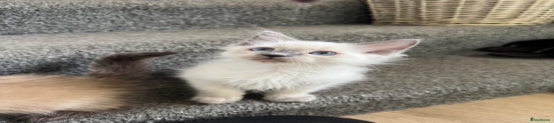 Remmi 