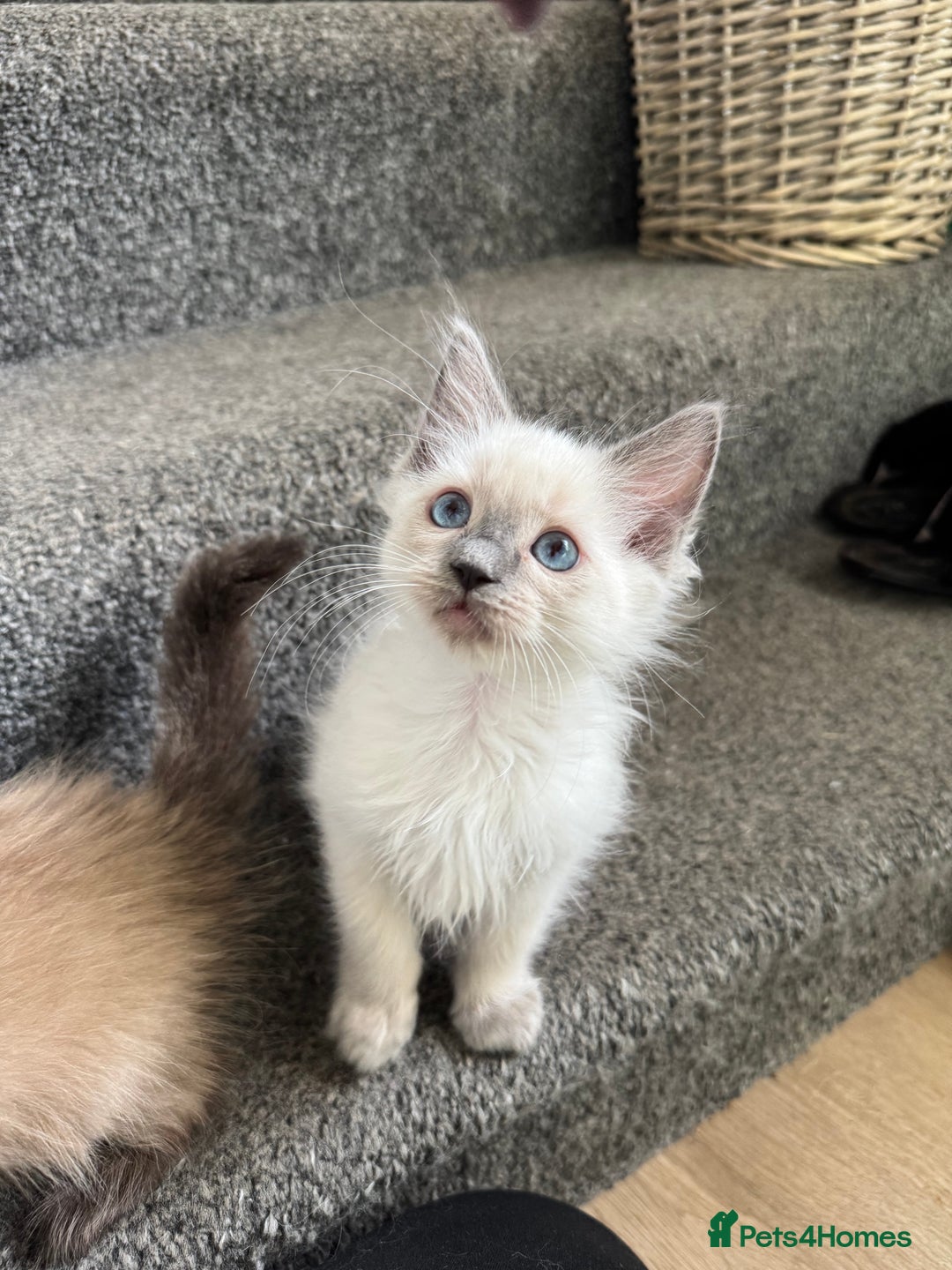 Ragdoll cats for sale: Beautiful Tica registered Ragdoll’s  - Image 4