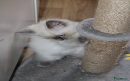 Ragdoll cats for sale: Ragdoll  - Image 12